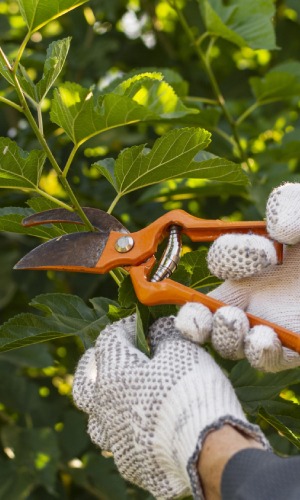 Giardinaggio e manutenzione del verde