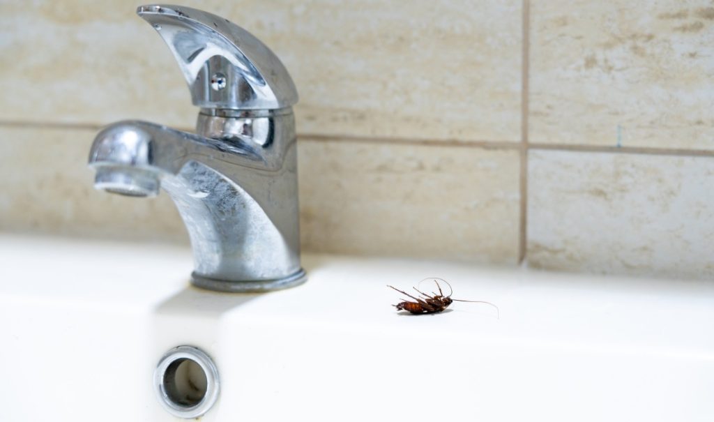Come affrontare un infestazione di scarafaggi e blatte negli scarichi del bagno