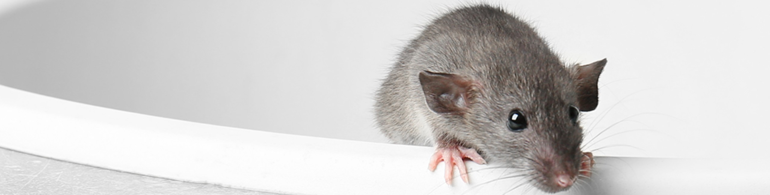 ratto in casa derattizzazione Ekoverden