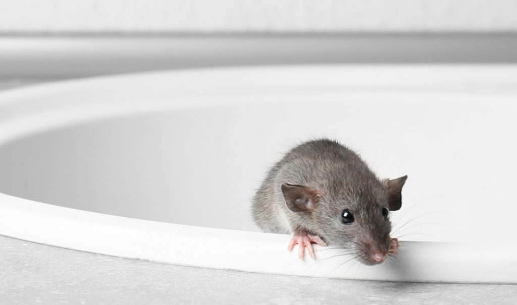 ratto in casa derattizzazione Ekoverden